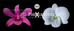  Dendrobium Seeds Plants (Hybridization )-Compot
