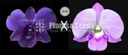  Dendrobium Seeds Plants (Hybridization )-Compot