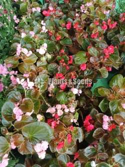 Episcia 