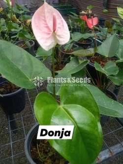 Anthurium Package 7000