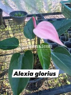 Anthurium Package 7000