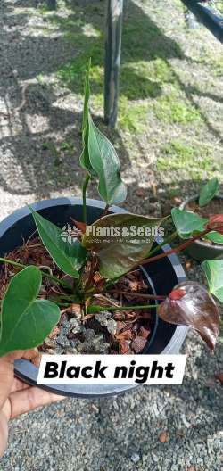 Anthurium Package 7000