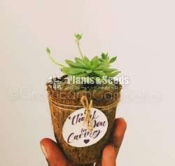 Coir containers(කොහු බඳුන් )