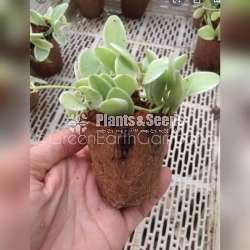 Coir containers(කොහු බඳුන් )