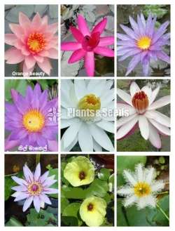 9  Water Plants Package