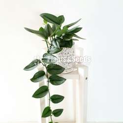 Hanging Plant-Moonlight