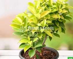 Fiucas panda plant 