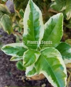 Verigated Lemmon