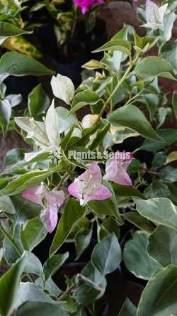 Boganvila(බෝගන්විලා)