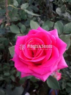 Roses (වර්ණ රැසකින් )