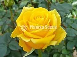 Roses (වර්ණ රැසකින් )