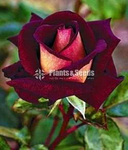 Roses (වර්ණ රැසකින් )