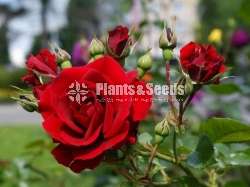 Roses (වර්ණ රැසකින් )