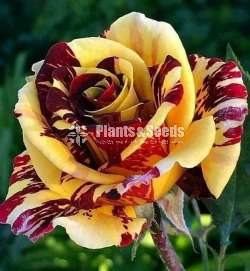 Roses (වර්ණ රැසකින් )