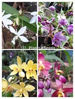 Ground Orchids (ග්‍රවුන්ඩ් ඕකිඩ් )
