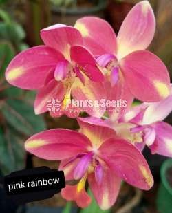 Orchids 