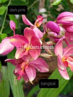 Orchids 