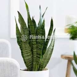 Sansevieria Indoor Plants