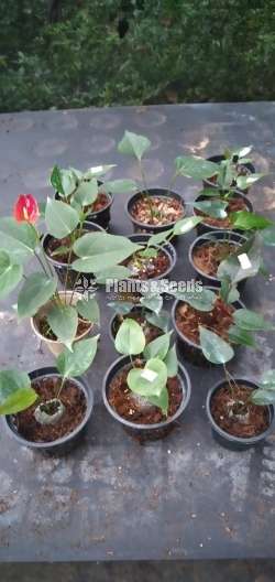 Livium Anthurium Package