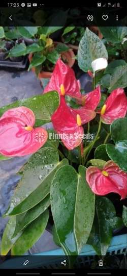 Livium Anthurium Package