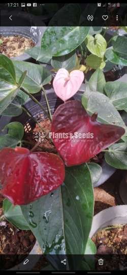Livium Anthurium Package