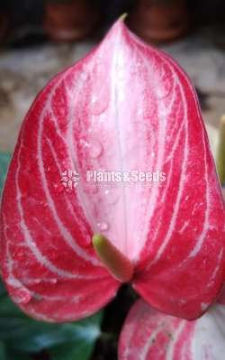 Livium Anthurium Package