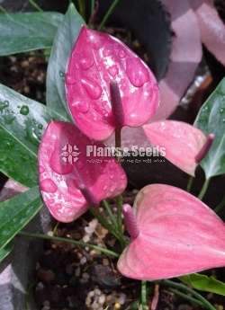 Livium Anthurium Package