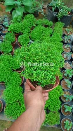  Selaginella (සැලජිනෙල්ලා මව් ශාක)