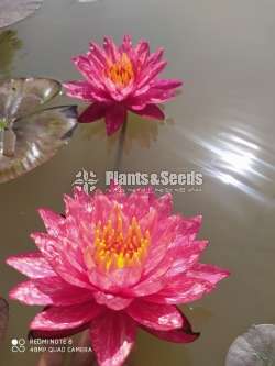 Water Plant
