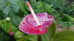 Anthurium