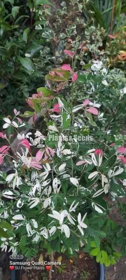 මැඩ්‍රාස් හා අැක්ටේරියා (Madras and Atteriya)