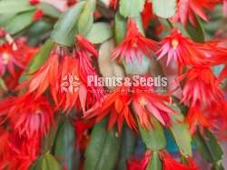 Christmas Cactus