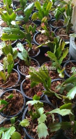 Christmas Cactus