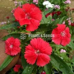 Dianthus ( ඩියන්තාස්)