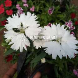 Dianthus ( ඩියන්තාස්)