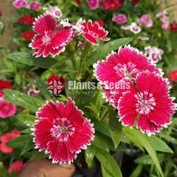 Dianthus ( ඩියන්තාස්)