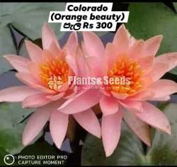 Hardy WaterLily Collection