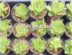 Succlent Plants (සර්කියුලන්ට් පැල )