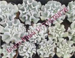 Succlent Plants (සර්කියුලන්ට් පැල )