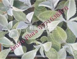 Succlent Plants (සර්කියුලන්ට් පැල )