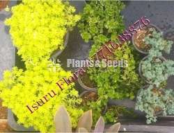 Succlent Plants (සර්කියුලන්ට් පැල )