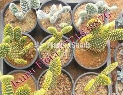 Cactus (කැක්ටස් පැල)