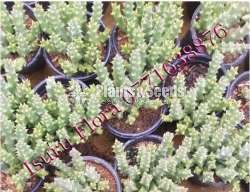 Cactus (කැක්ටස් පැල)