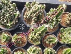 Cactus (කැක්ටස් පැල)