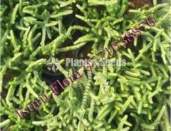 Cactus (කැක්ටස් පැල)