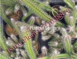 Cactus (කැක්ටස් පැල)