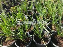 Garlic Chives 