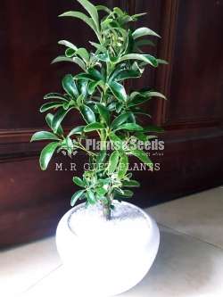 Schefflera Plants-Bonsai