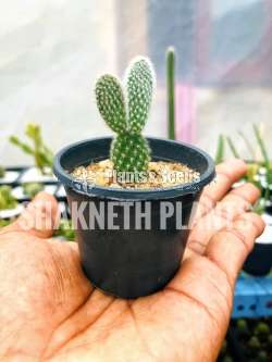 Cactus (කැක්ටස් පැල)