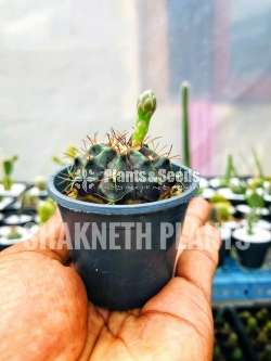 Cactus (කැක්ටස් පැල)